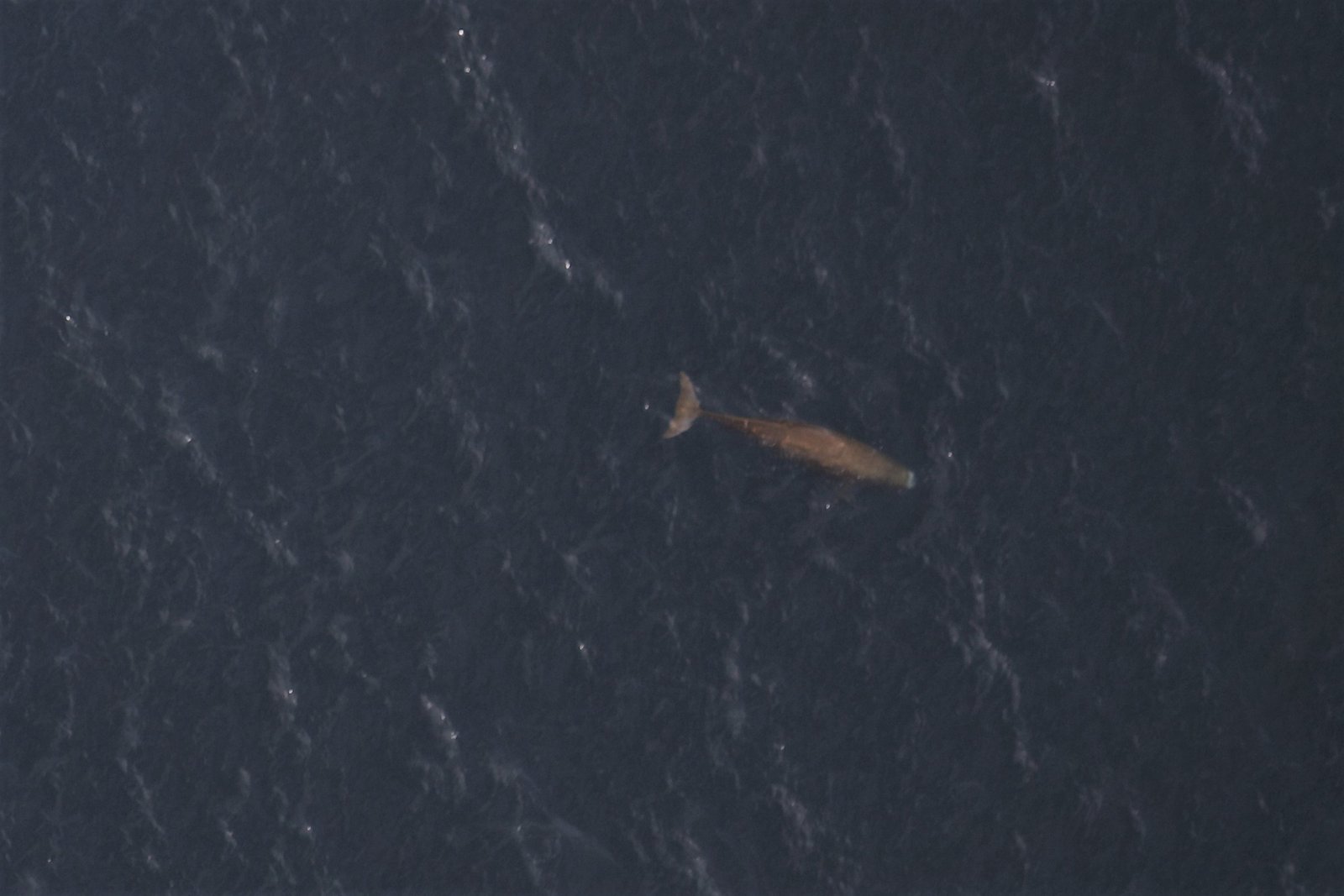 How ‘Whalefall’ Built a Living, Churning Whale Stomach
